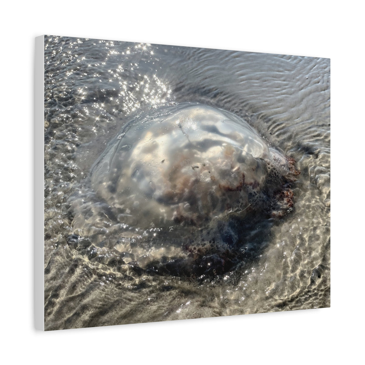 Washed to shore