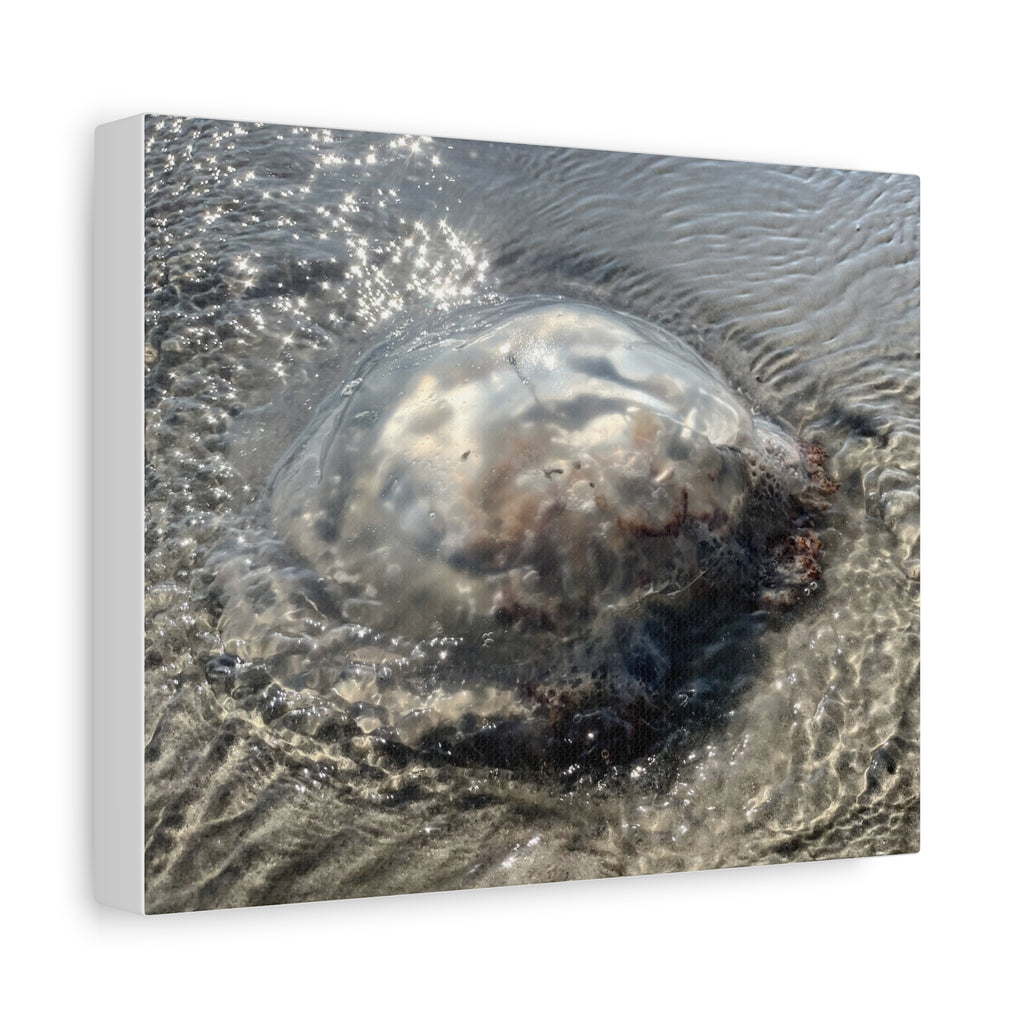 Washed to shore