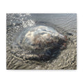 Washed to shore