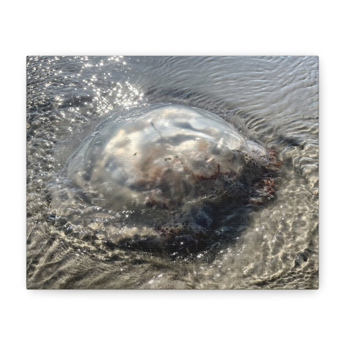 Washed to shore